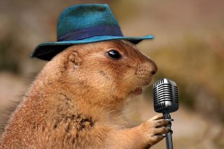 prairie-dog-1470659_1280-320x213  